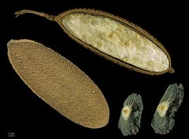   Fruit, seeds:   Amphilophium crucigerum ; Photo by R. Culos, wikimedia commons
